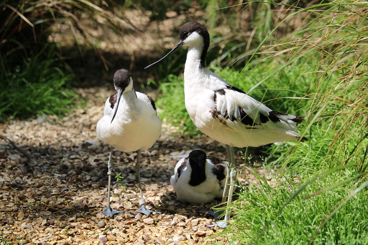 Benog Wildlife Sanctuary