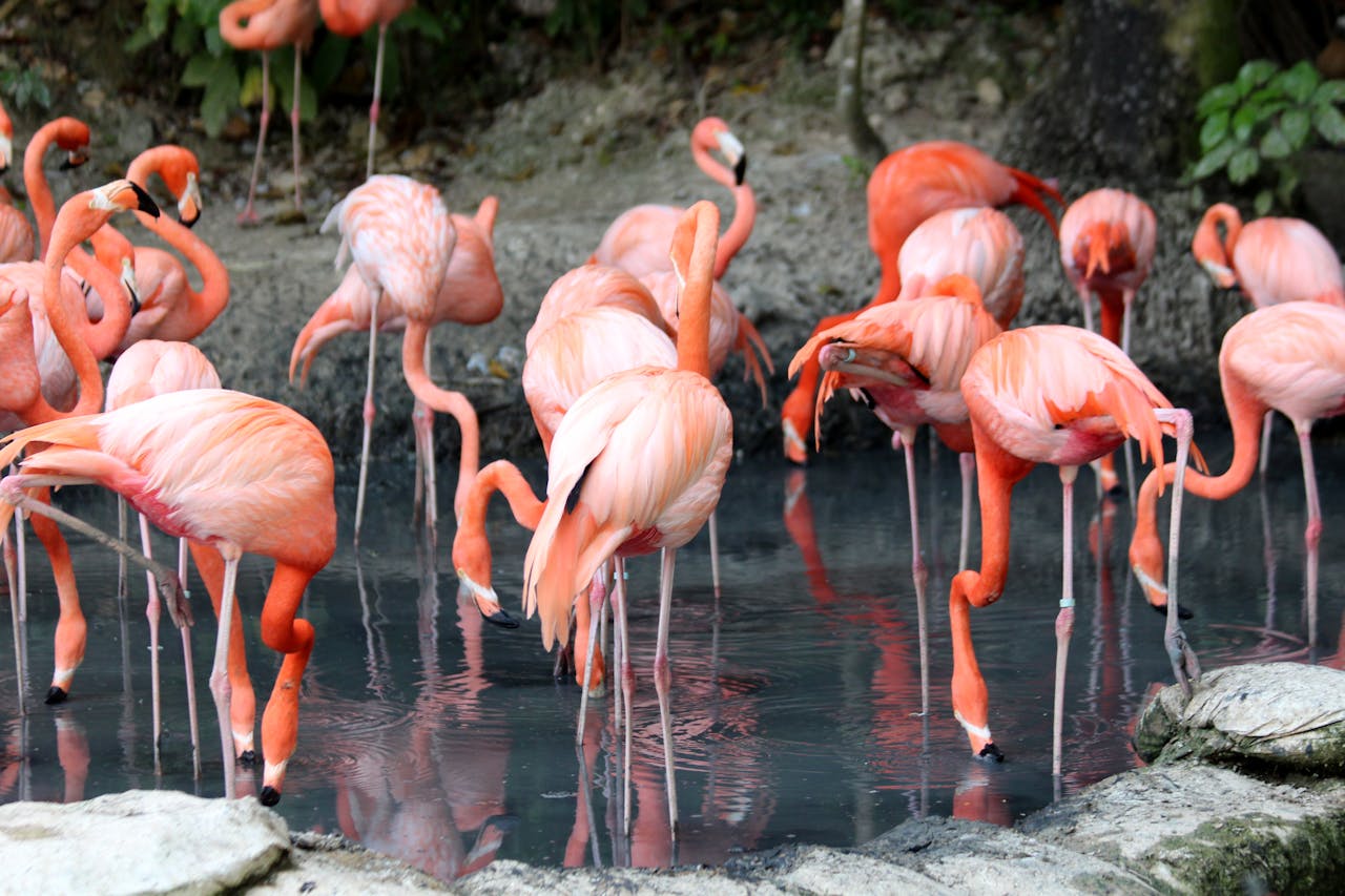 Kilbury Bird Sanctuary